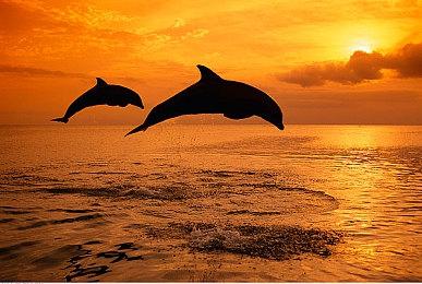 《龙珠Z 卡卡洛特+新觉醒篇》新宣传片 9月22日登陆NS